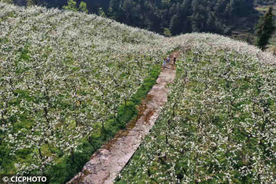 重庆市|漫山遍野春花开