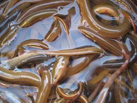 追日之旅打卡南珠乌石赏中国北部湾最美落日6167千年渔港千尺椰林