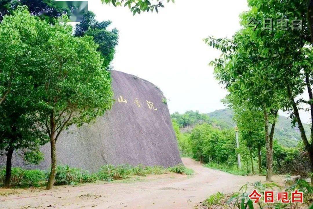 电白计划用四年时间,完成退桉改香50000亩!_搜狐网