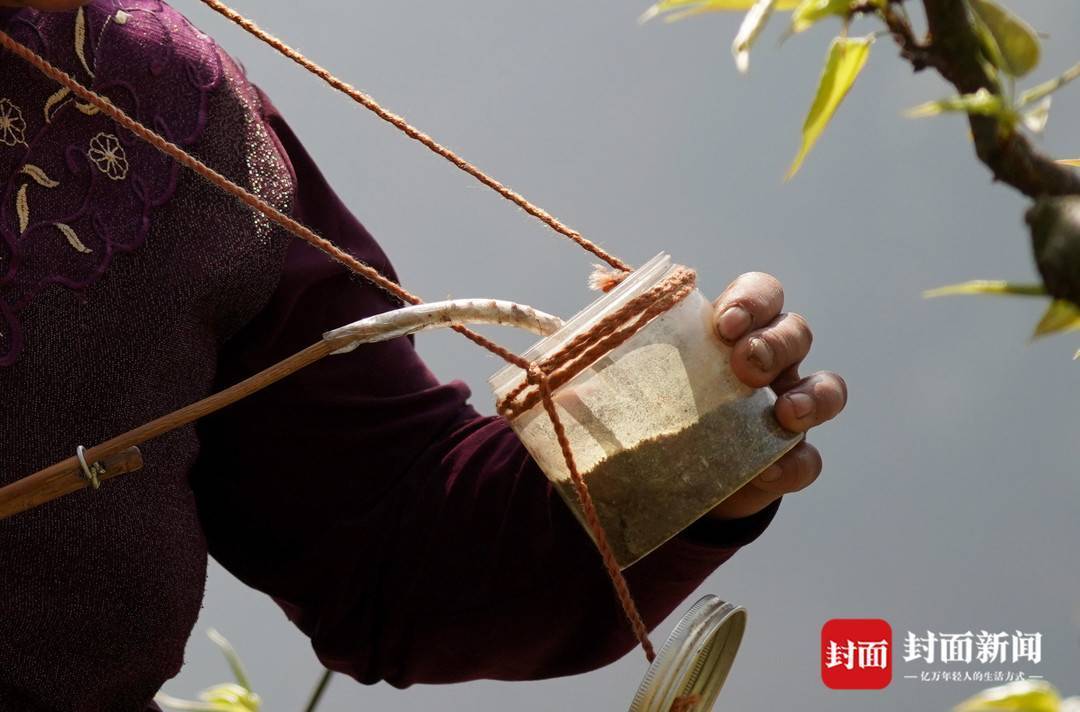 果农树上立甘当蜜蜂授花粉 富庄镇 梨树 汉源县