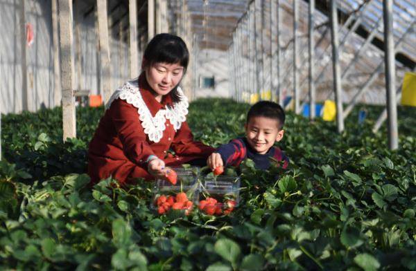 游客|河北大城：草莓成熟季 采摘正当时