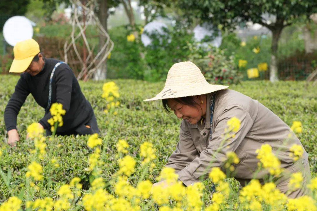 导游|黄山导游变身采茶工，旅游业自救不妨多些“跨界融合” | 新京报专栏