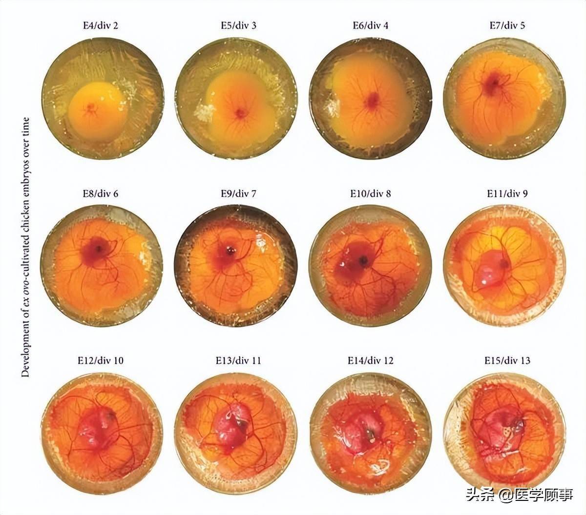 诺奖:神经生长因子发现者丽塔·列维-蒙塔尔奇尼