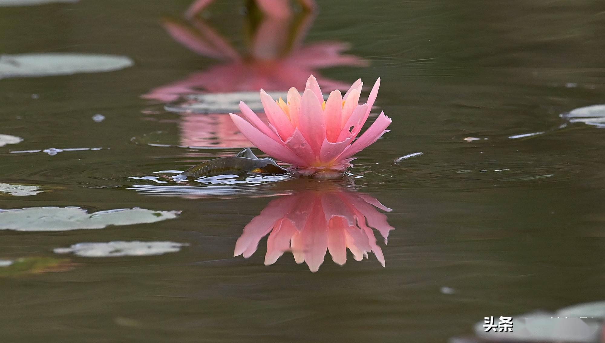 奇遇魚躍水面吃睡蓮花瓣