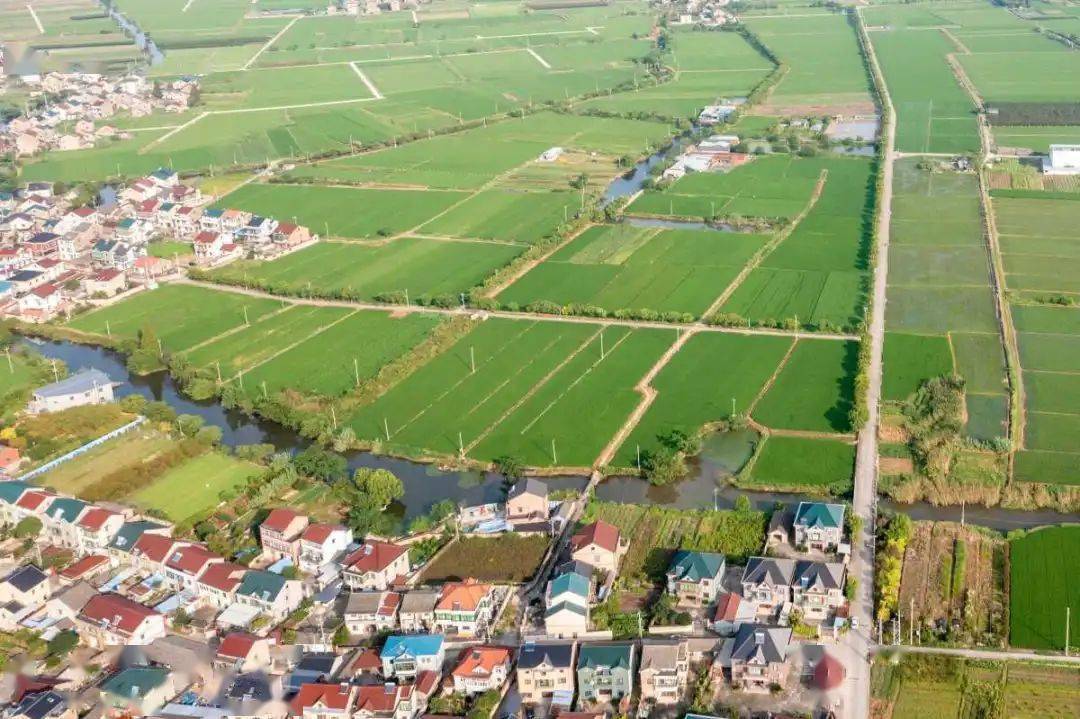 镌刻在田野上的担当多家主流媒体为余姚这位村支书点赞