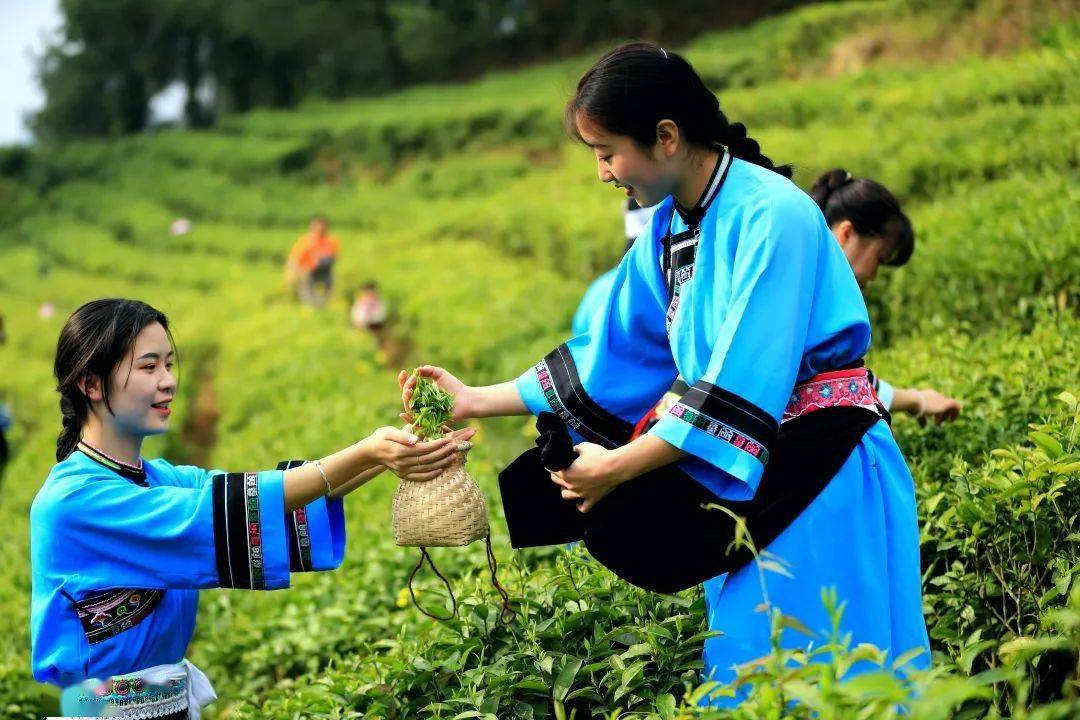 安顺这两位摄影师镜头下的茶园风光,每一张都可做壁纸_指纹_程洪凯