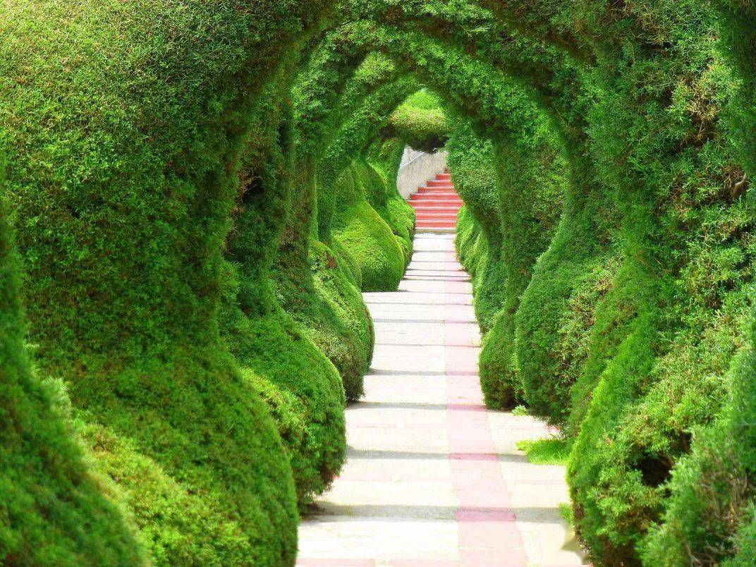 所谓高手在民间也总有那么些心灵手巧的住户能把自家的院墙绿篱修剪成