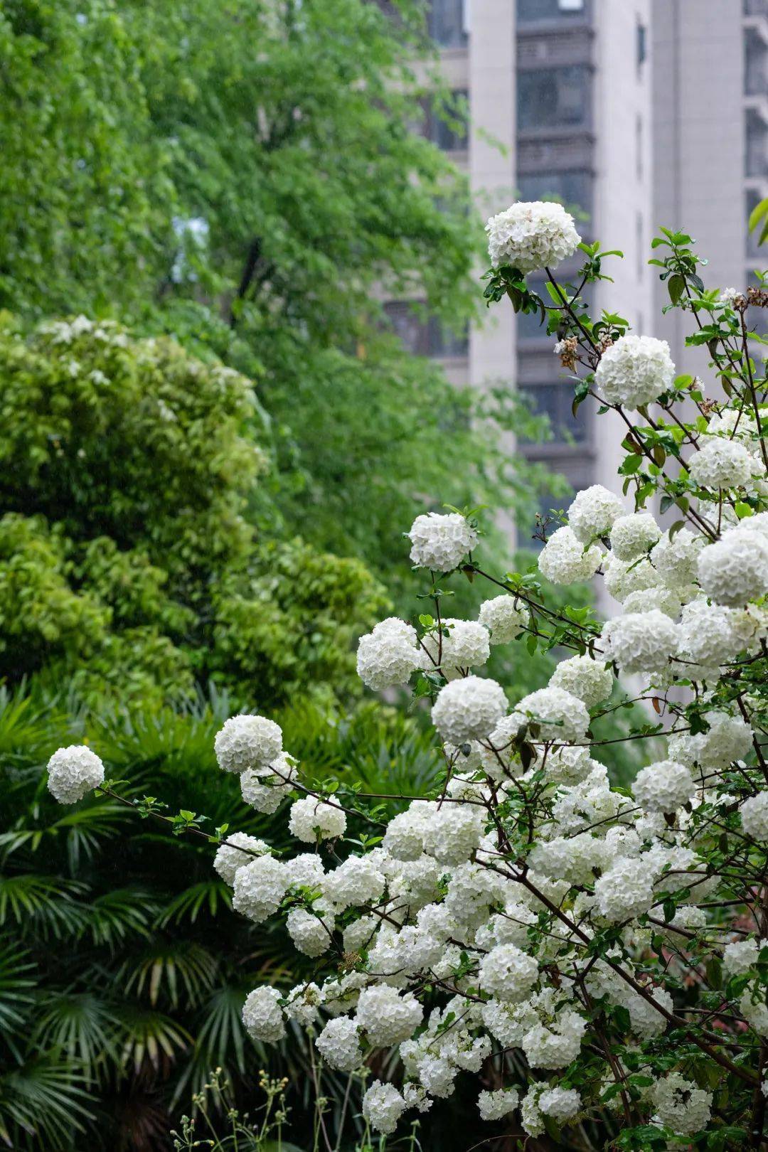 绣球花下埋死人图片