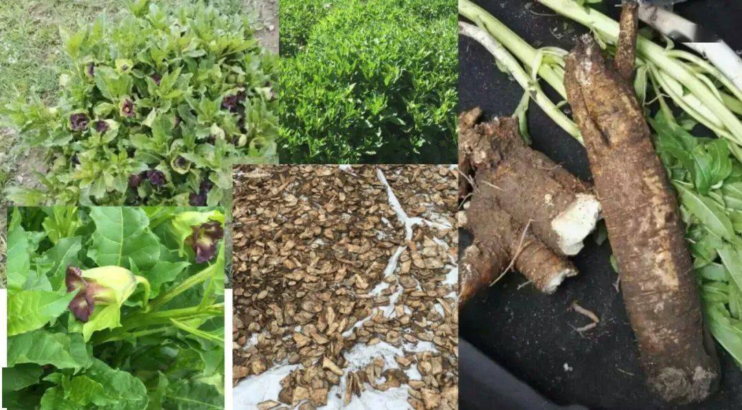 山莨菪碱是我国首先从茄科植物山莨菪中提取的生物碱,而这一成果完成