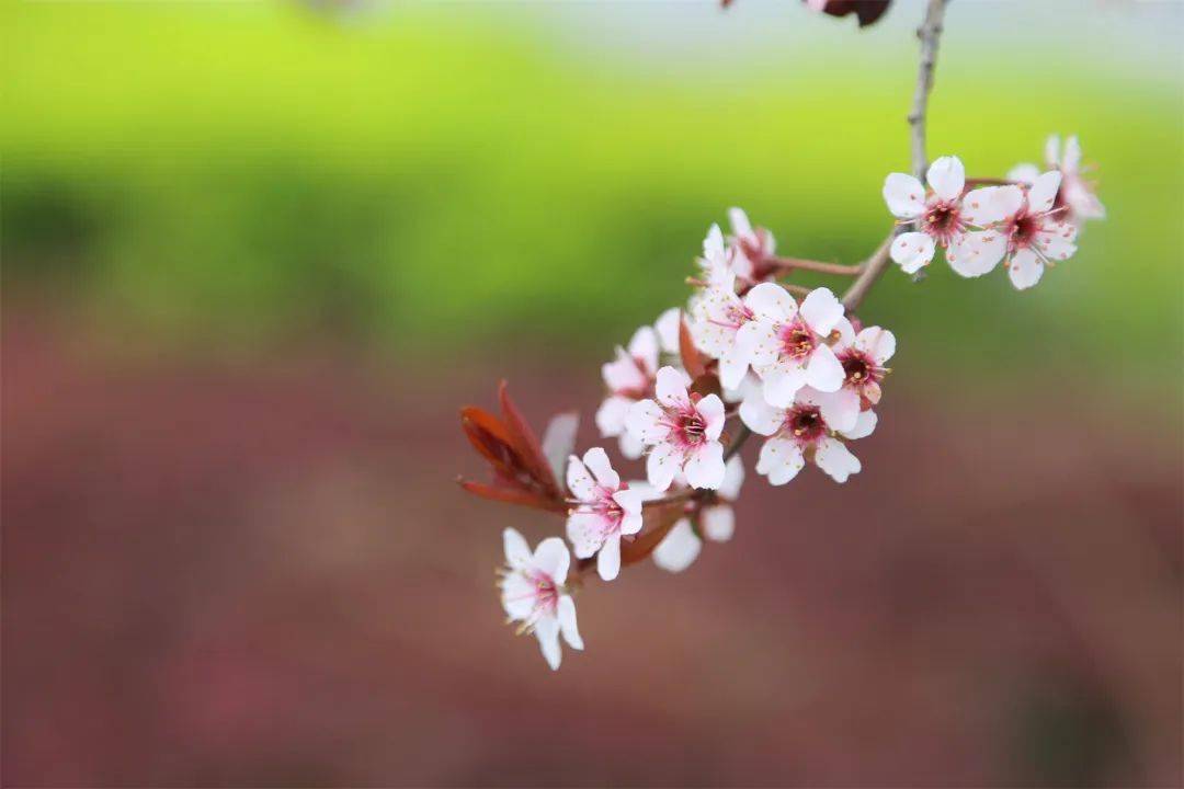 玉兰|春自花间来