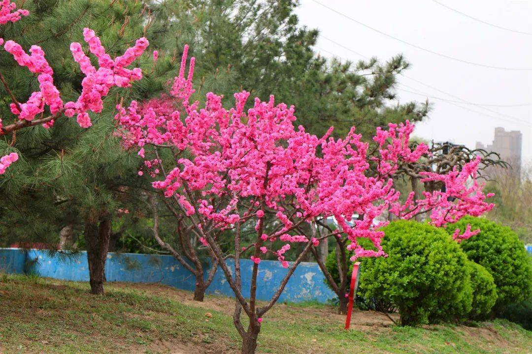 玉兰|春自花间来