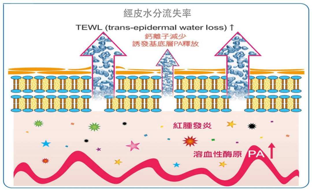 tewl是什麼_水分_皮膚_屏障