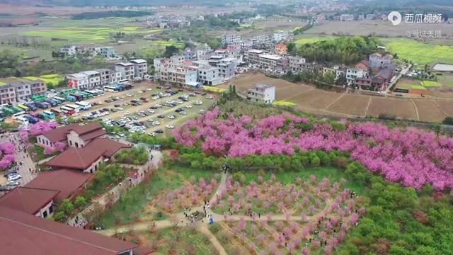 三月航拍湖南常宁市罗桥镇庙山村因樱花声名远播的网红村