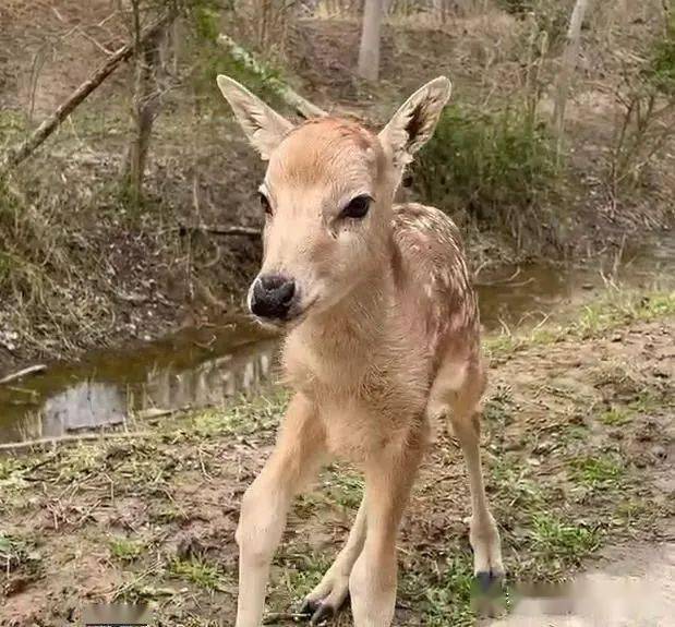萌萌哒2022年第一头小麋鹿出生啦
