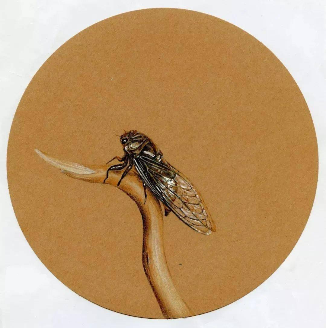 蝉彩铅画 昆虫图片