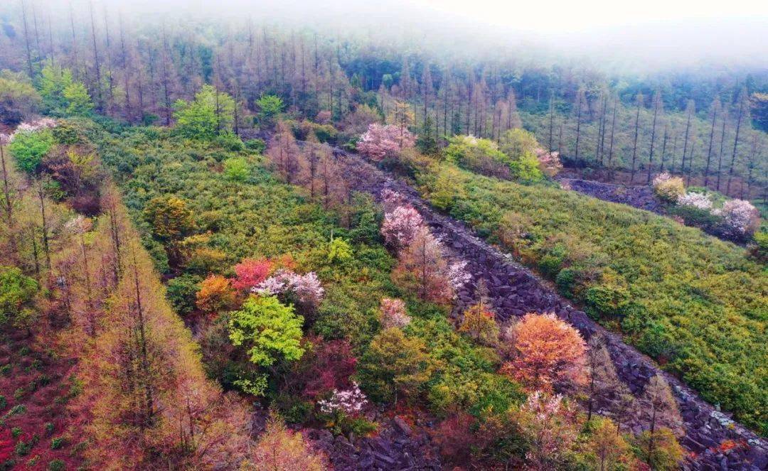 【印●象】江南最神奇的野樱花——天台苍山顶"石浪樱花"开了!