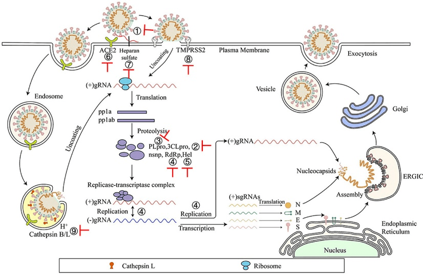 for genome and protein synthesis and viral particle assembly
