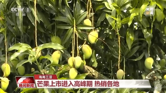 农业企业负责人 张礼铨:我们这批上市的台农芒从土壤改良到树体培育和