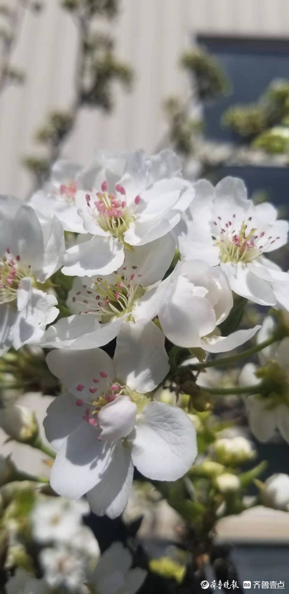 驿路梨花处处开