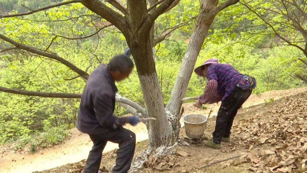 【乡村振兴一线】油迈乡:改造低产林 确保林农增收