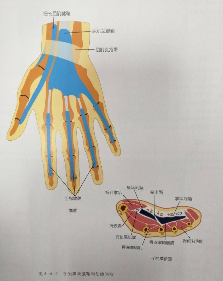 腕关节腱鞘炎解剖图图片