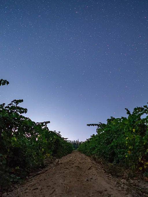 月下酒庄品美酒贺兰山葡萄园70被誉为"东方金字塔"的西夏陵,对于