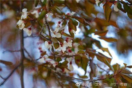 观叶|郑州“繁花大道”落英缤纷