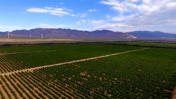 名片|贺兰山东麓葡萄酒——宁夏耀眼的紫色名片