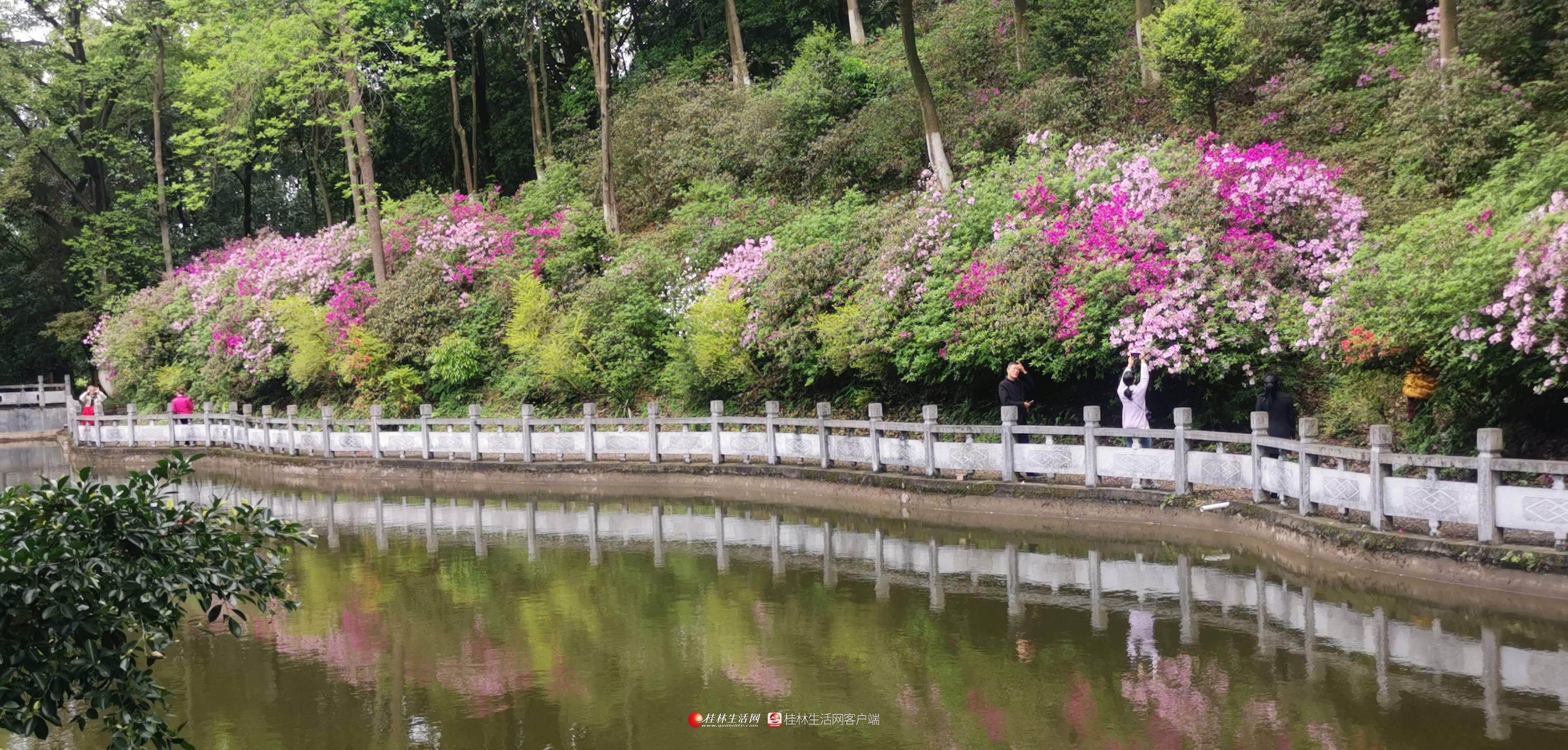 桂林雁山杜鹃"花海"美不胜收_植物_葛玉珍_品种