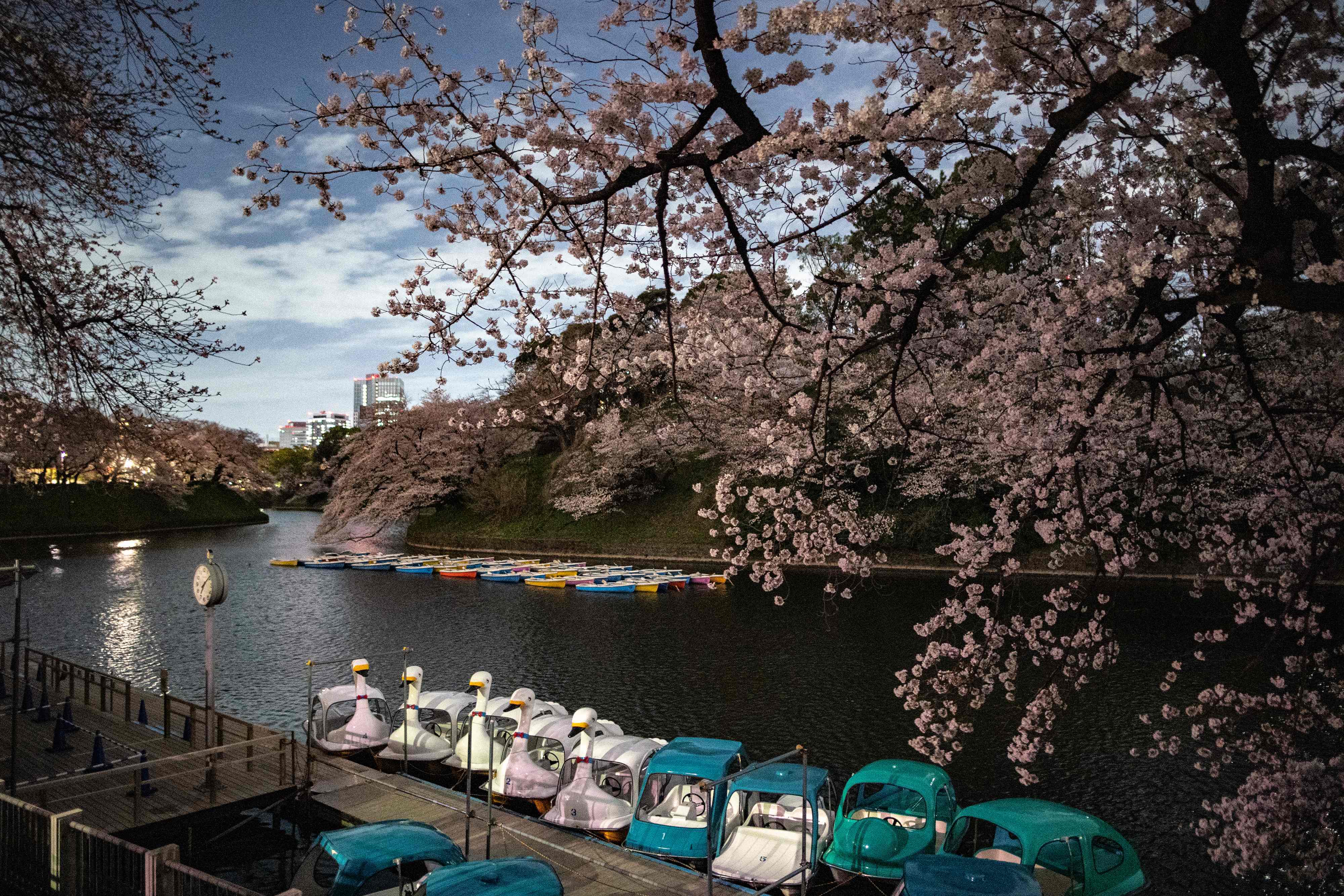 游客|东京：又是一年樱花季