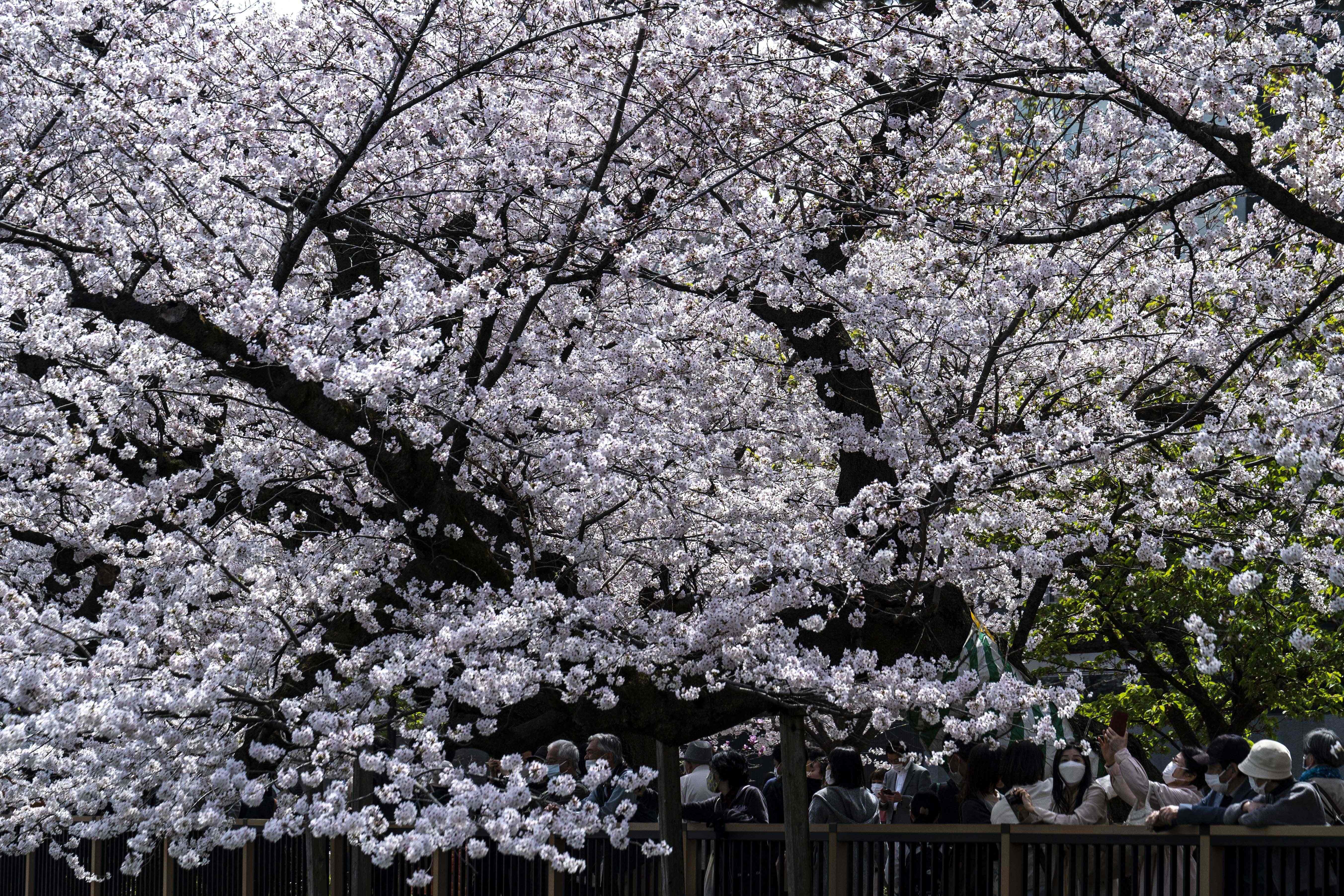 游客|东京：又是一年樱花季