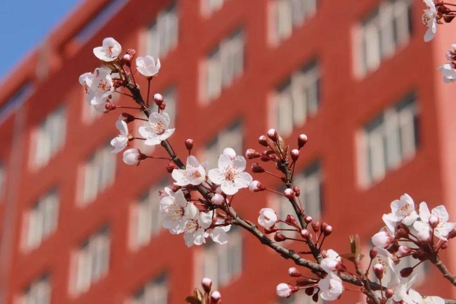 共享校园春光最美不过是曲园来看曲阜师范大学春日美景