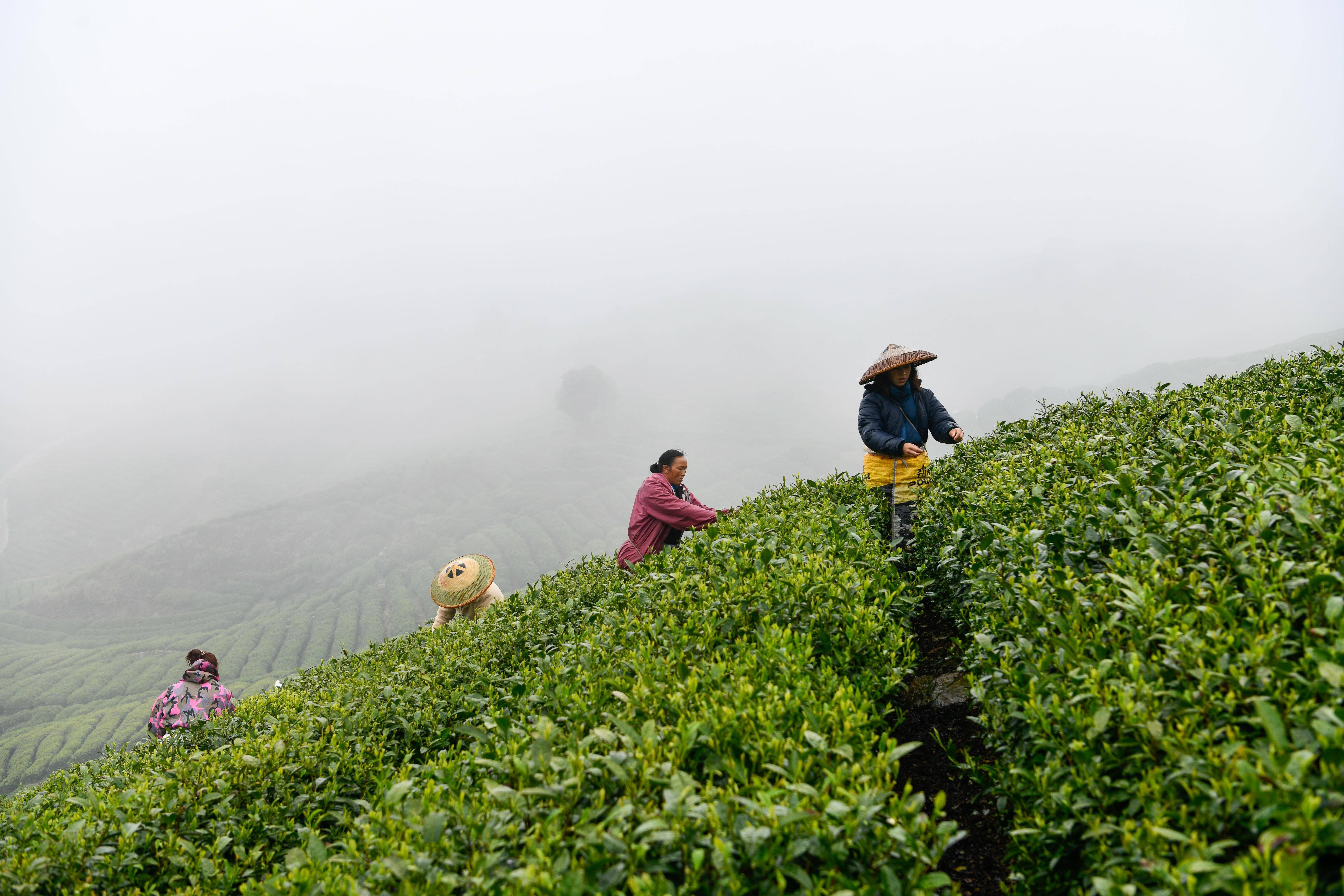 贵定县云雾茶的茶文化图片