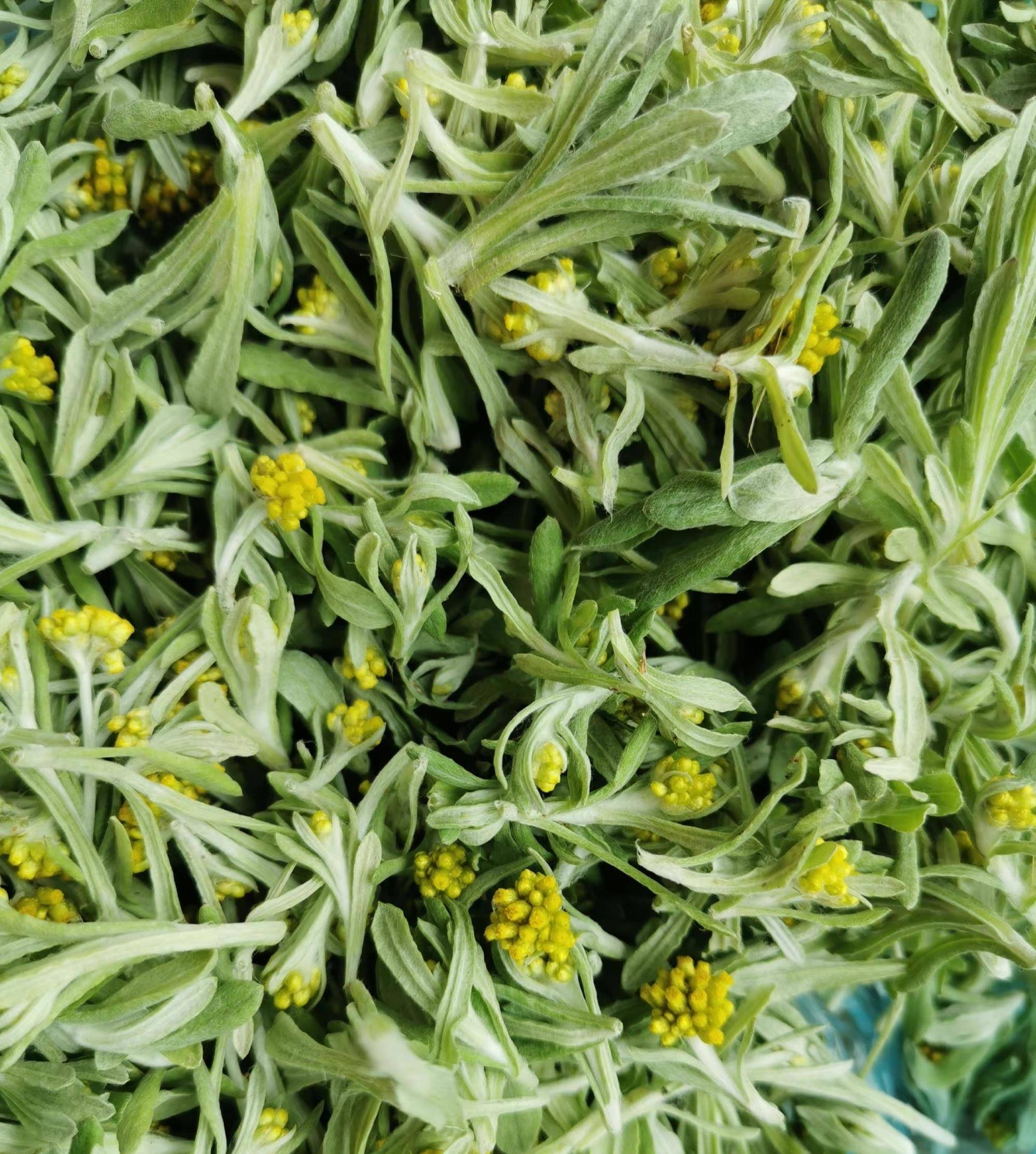 双牌:春季"粑粑"菜 舌尖上的鲜美_棉菜_涂英翠_面团