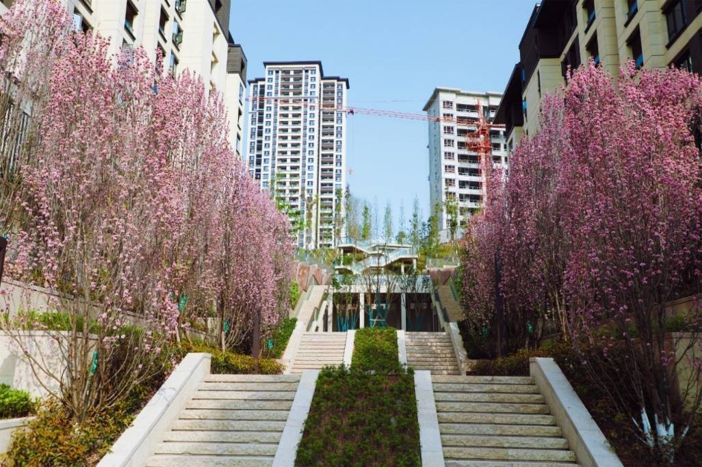 这条步道又漂亮又方便 重庆两江新区悦来生态城步道投用