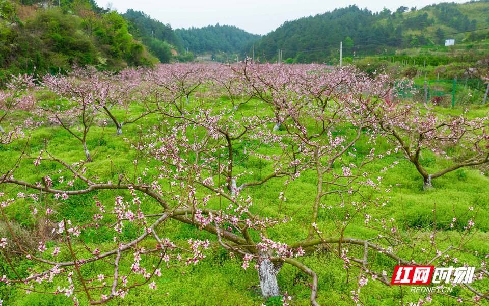 鄉村振興湖南南嶽桃花盛開產業興