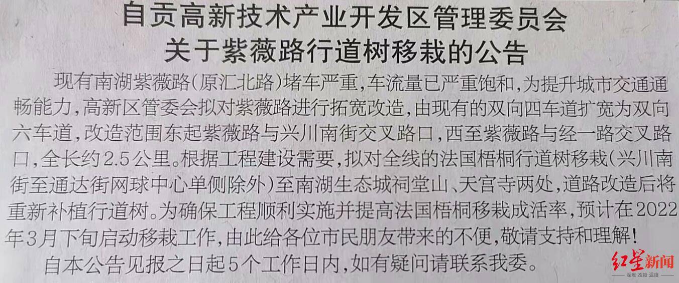 那个秋天绝美的自贡“梧桐大道”将消失？官方：道路改造，梧桐会移栽至附近