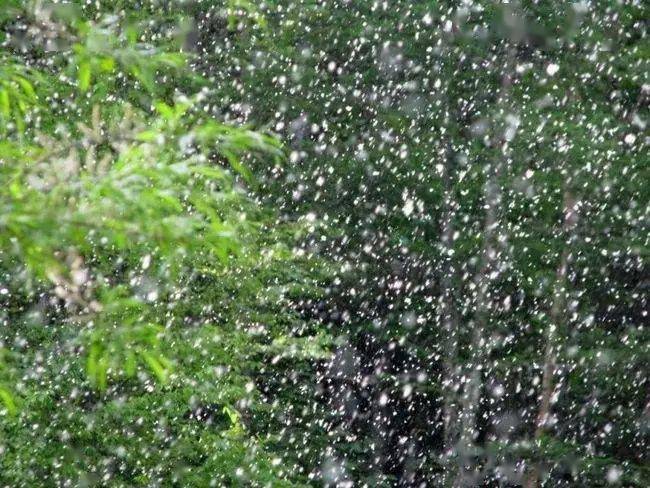 宁夏 "天语花香"之杨柳絮始飞预报上线_旅游_杨树和_飞絮