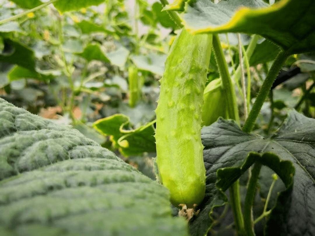 一口鲜脆就是春天的味道正宗海阳白黄瓜45元455斤包邮