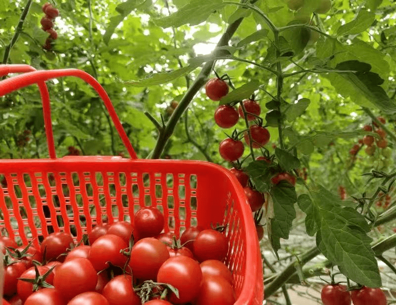 你的始兴春游攻略正在派送中带上好心情一起摘小番茄看禾雀花游开心