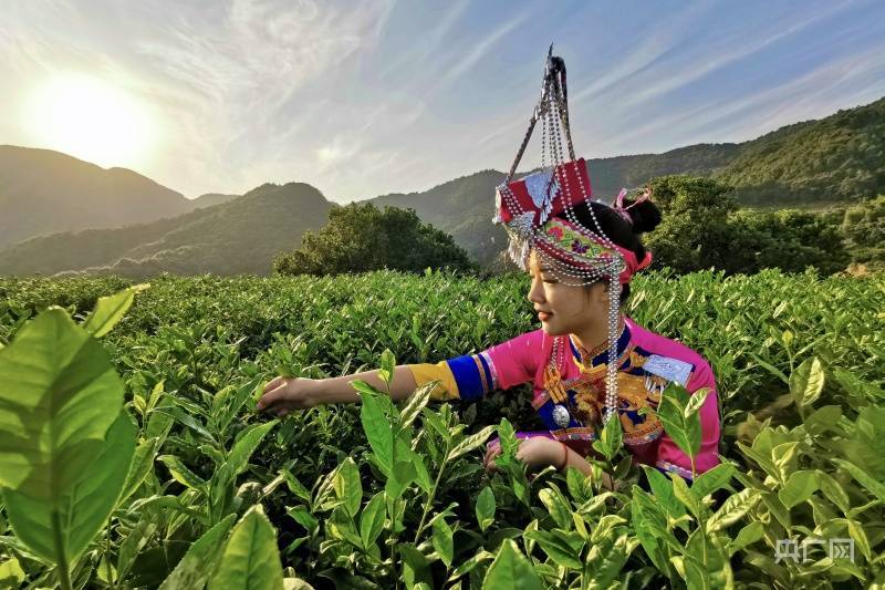 福建福鼎硖门畲族乡风情畲乡渔村听涛话幸福