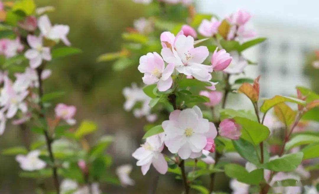 湘大春日限定花海你心动了吗