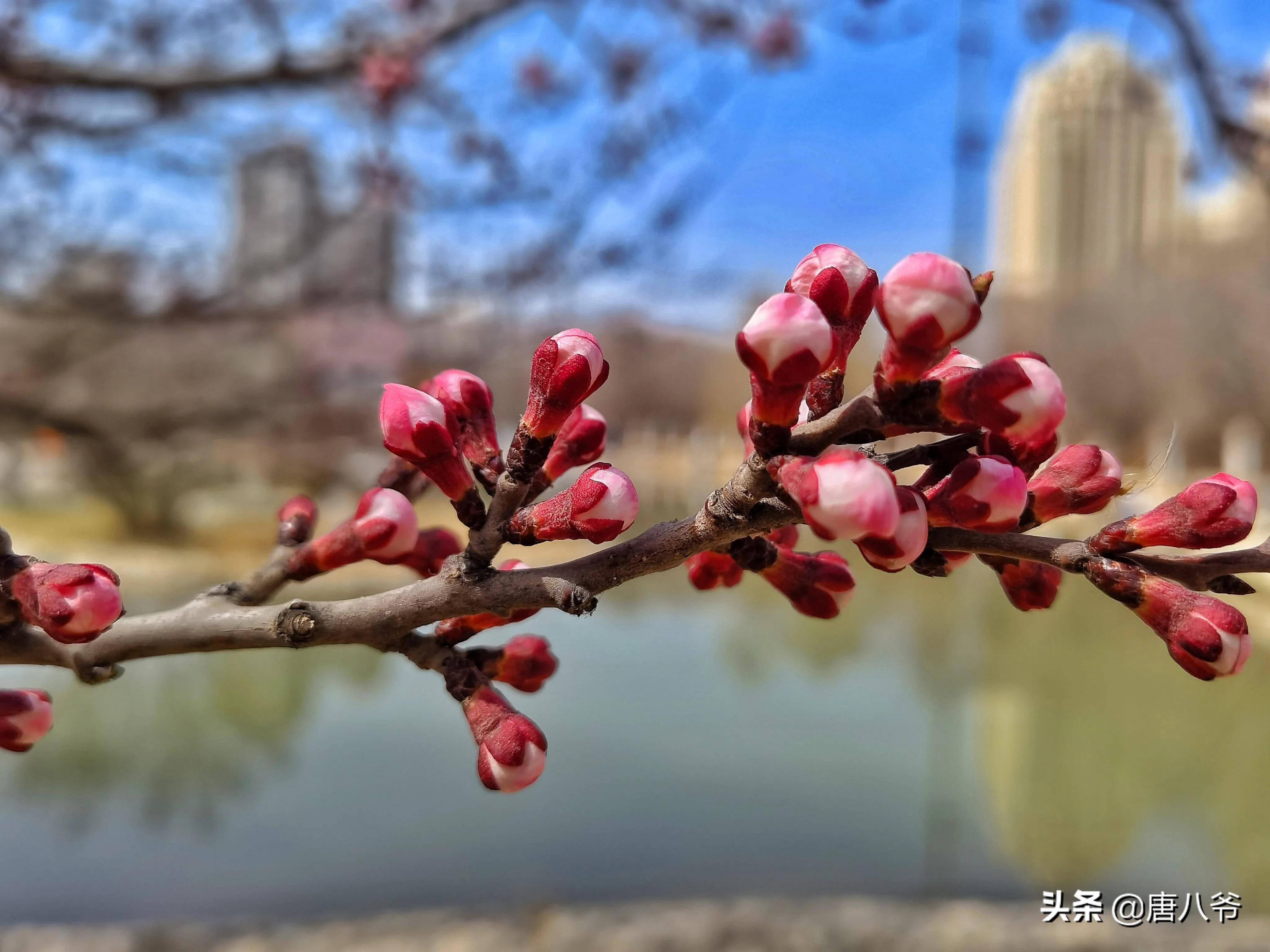 初春含苞待放的杏花