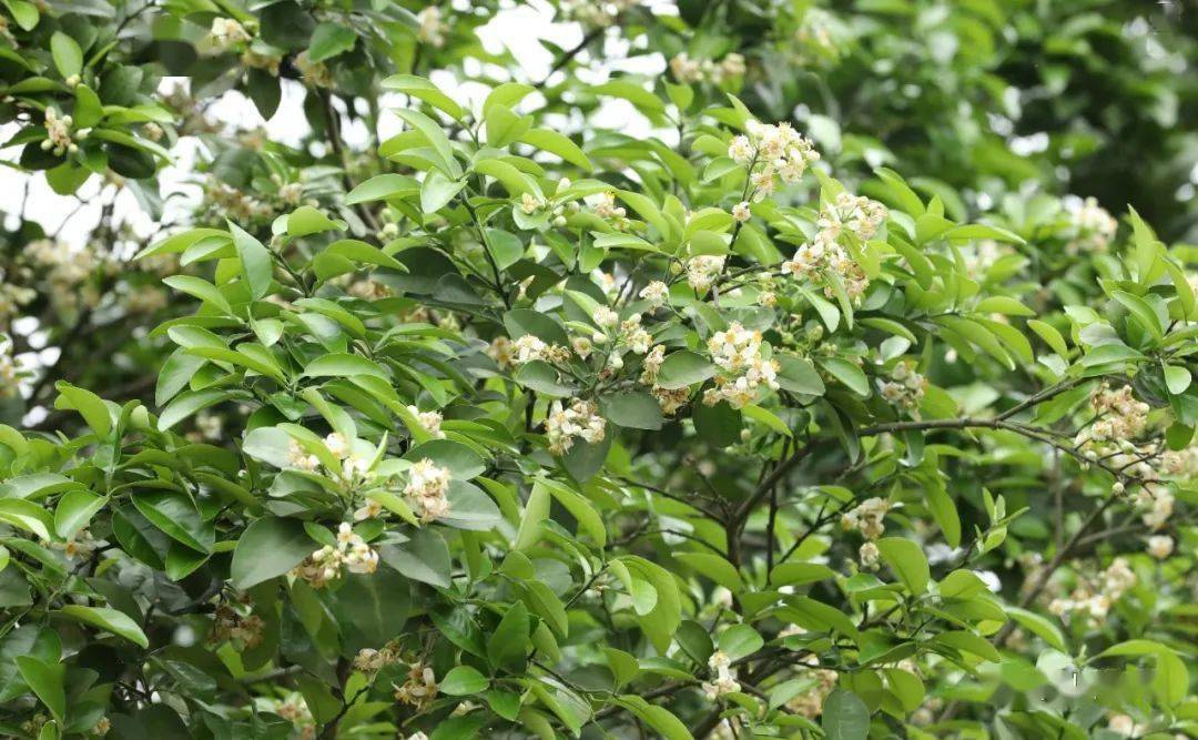 陆川县马坡镇:橘红花开正艳 香溢满园_山庄_游客_刘荣