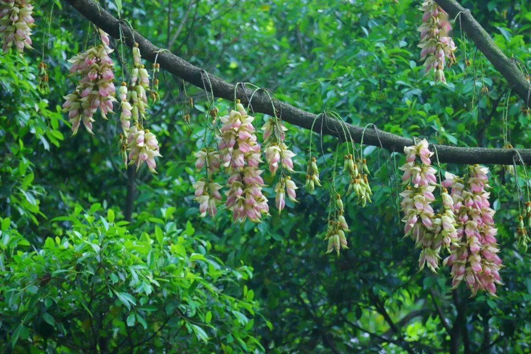 江门禾雀花图片