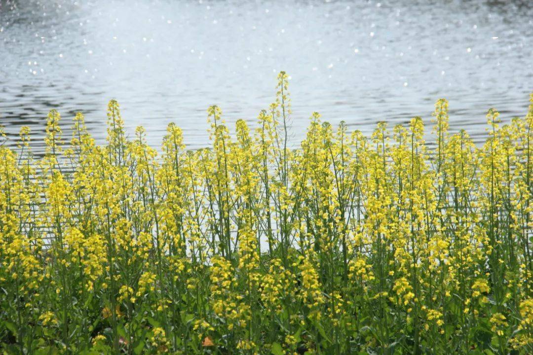 江陵油菜花图片