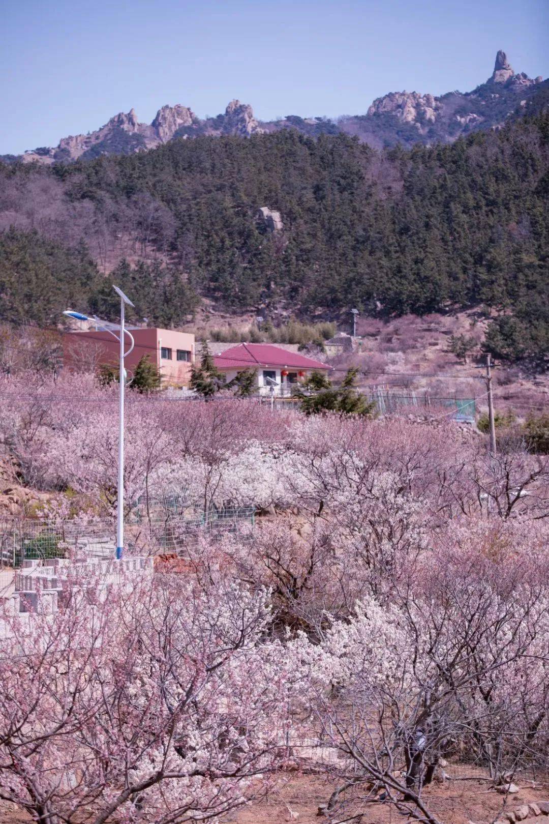 青岛大崂樱桃谷花期图片