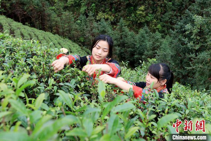 谭凯兴 摄3月31日,一名瑶族姑娘展示刚采摘的茶叶.
