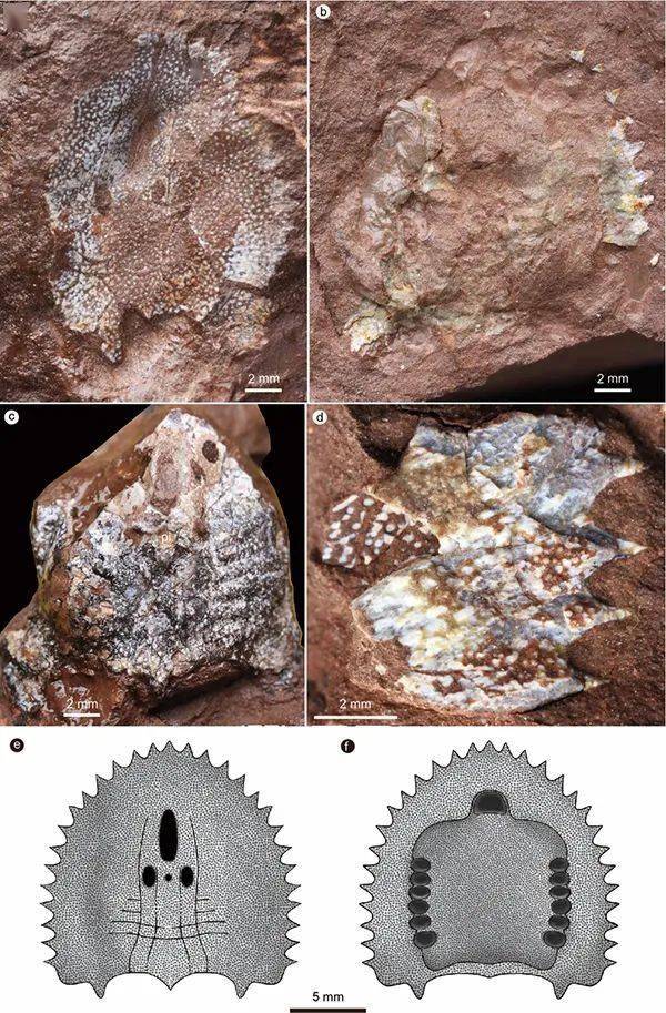 古代魚 化石 ② 白亜紀 1億3500万年〜1億8000万年前 - 通販 - csa