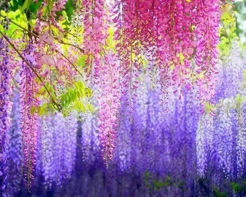 诗情画意一帘幽梦低垂芳千年